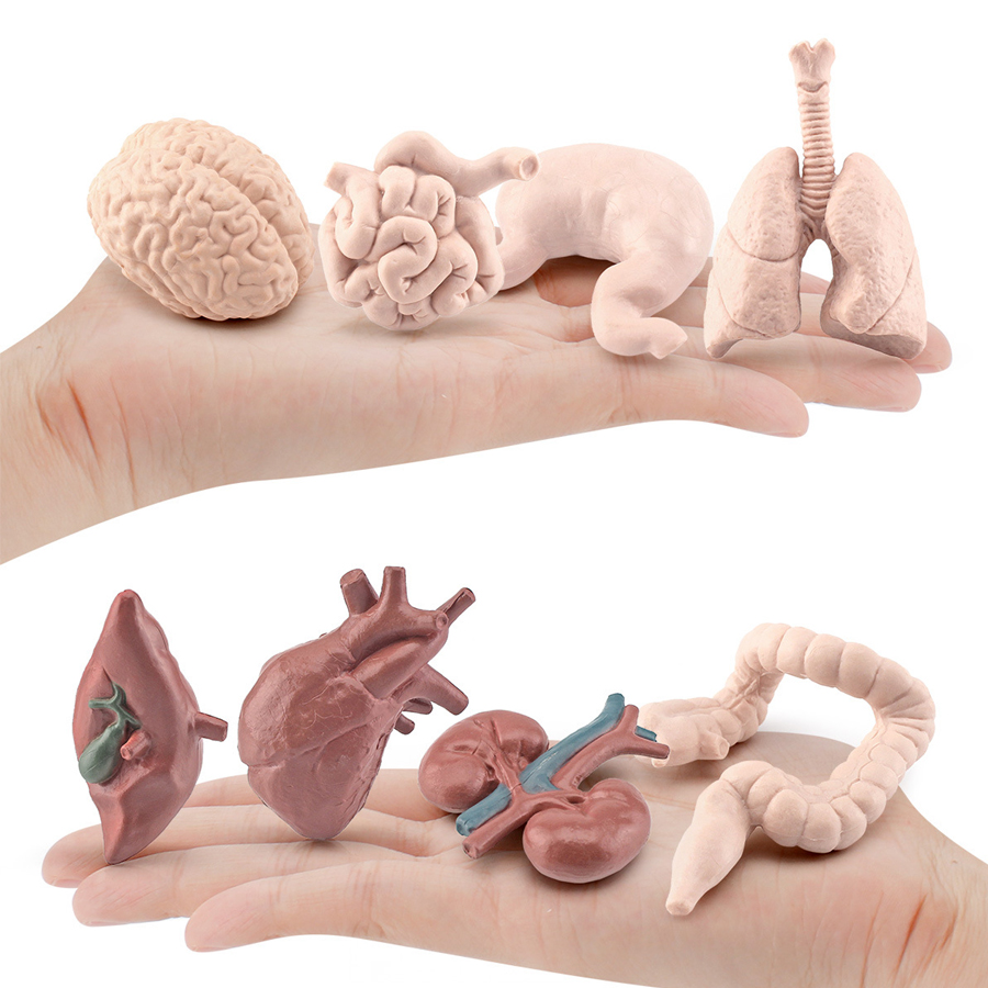 ชุดของเล่นจำลองอวัยวะมนุษย์สมจ - Kids Toys Egypt บทวิจารณ์และราคา